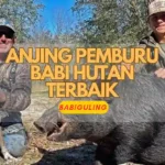 Anjing Pemburu Babi Hutan Terbaik