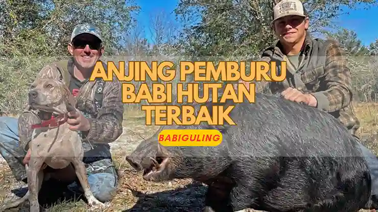 Anjing Pemburu Babi Hutan Terbaik