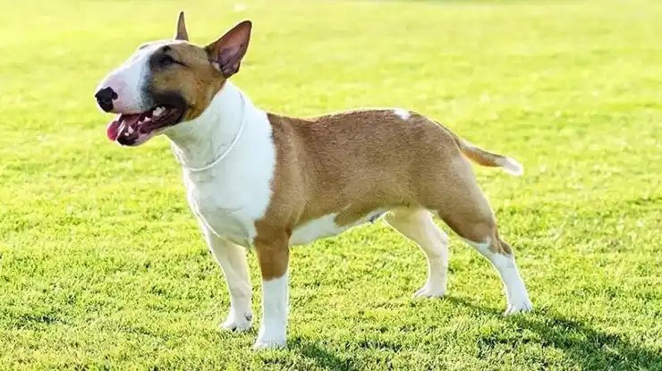 Bull Terrier