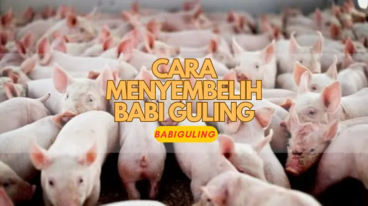 Cara Menyembelih Babi Guling