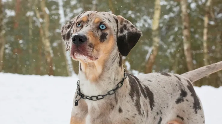 Catahoula Leopard Dog