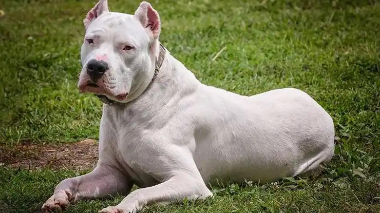 Dogo Argentino