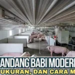 Kandang Babi Modern