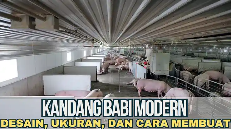 Kandang Babi Modern