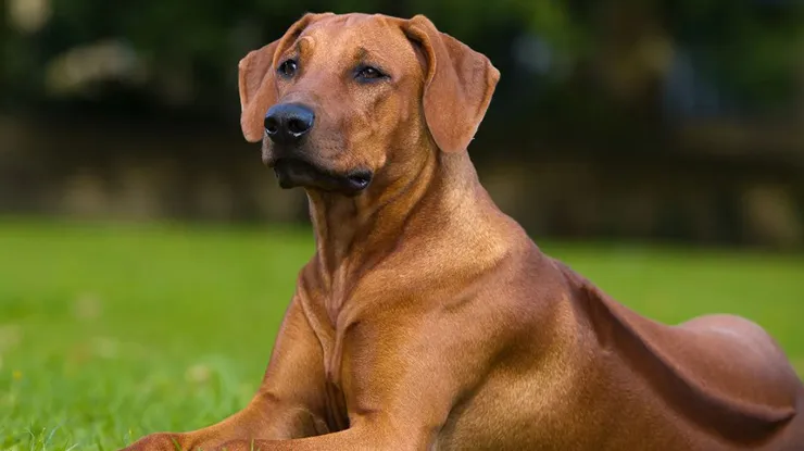 Rhodesian Ridgeback