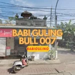 Babi Guling Bull 007